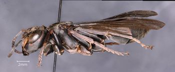 Media type: image;   Entomology 33133 Aspect: habitus lateral view